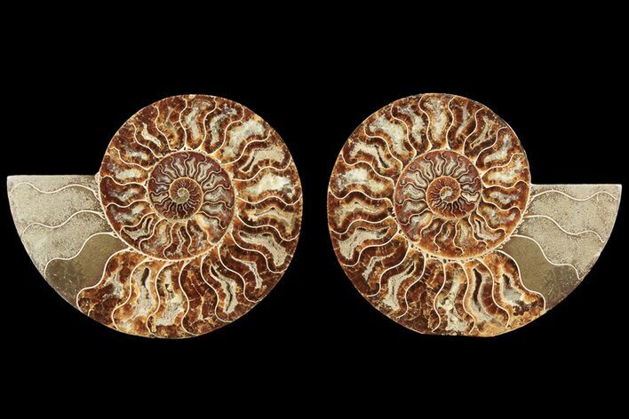 Agatized, Cut & Polished Ammonite Fossil - Madagasar #184293